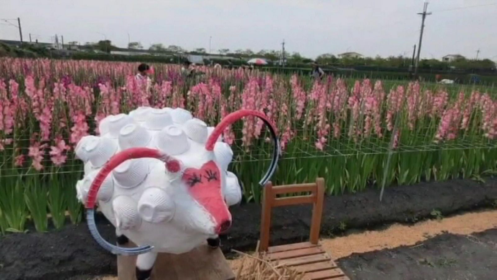 影／網美爭艷！台鐵「鳴日號」會身粉紅花田　超有看頭 - https://www.watchmedia01.com
