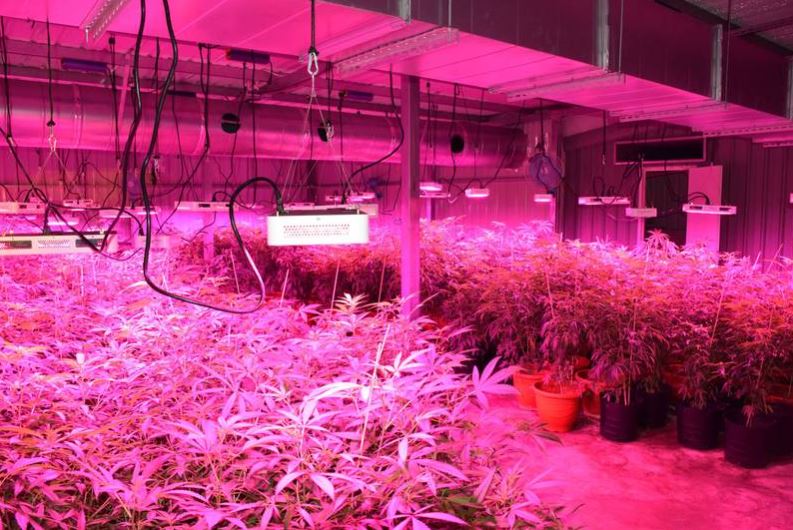 竹市警破獲今年北部最大室內大麻工廠　 查扣市價近5億活株與成品 - https://www.watchmedia01.com
