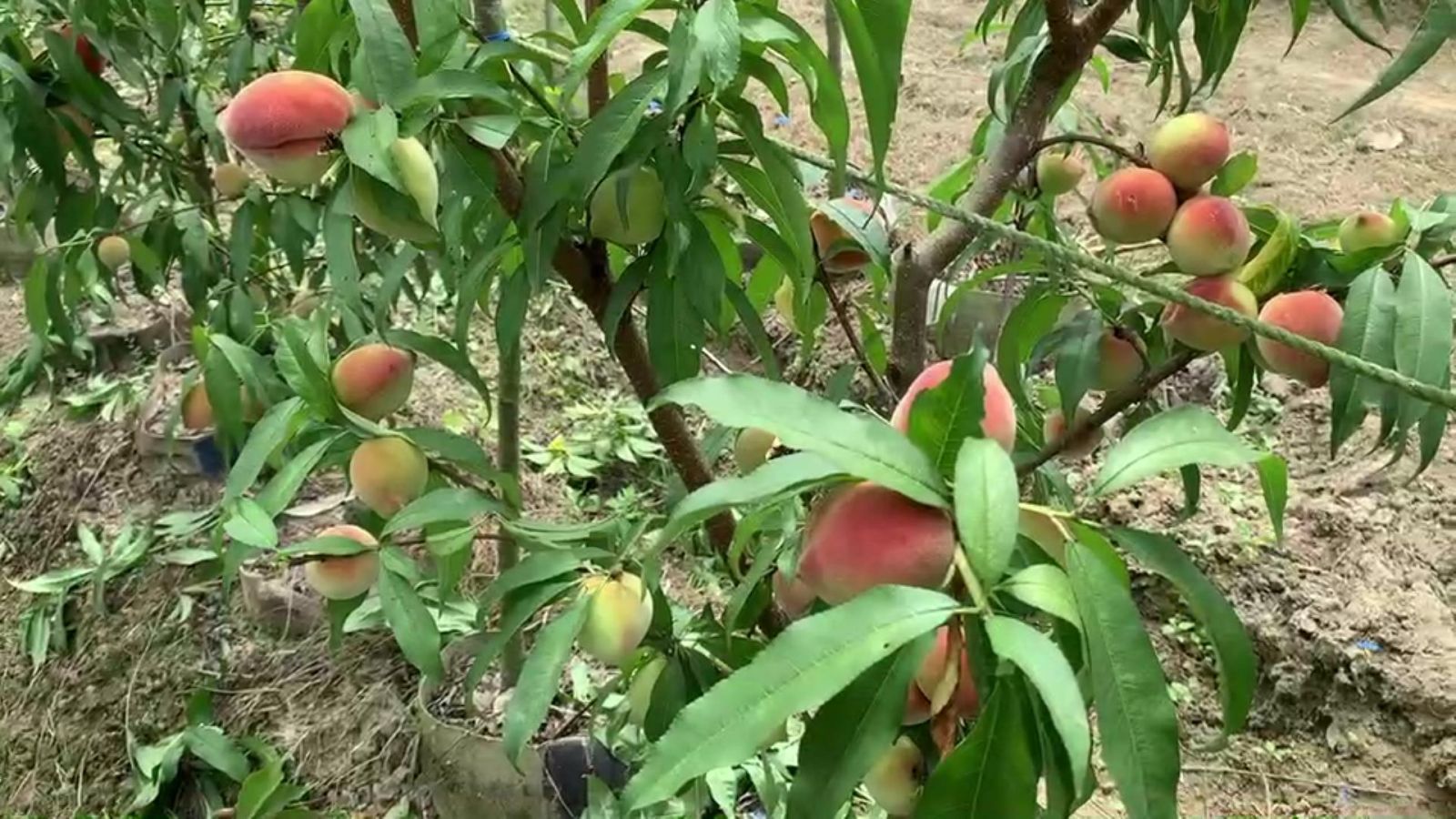 影／台農3號「春豐」水蜜桃　果皮呈現紅色，香氣甚濃 - https://www.watchmedia01.com