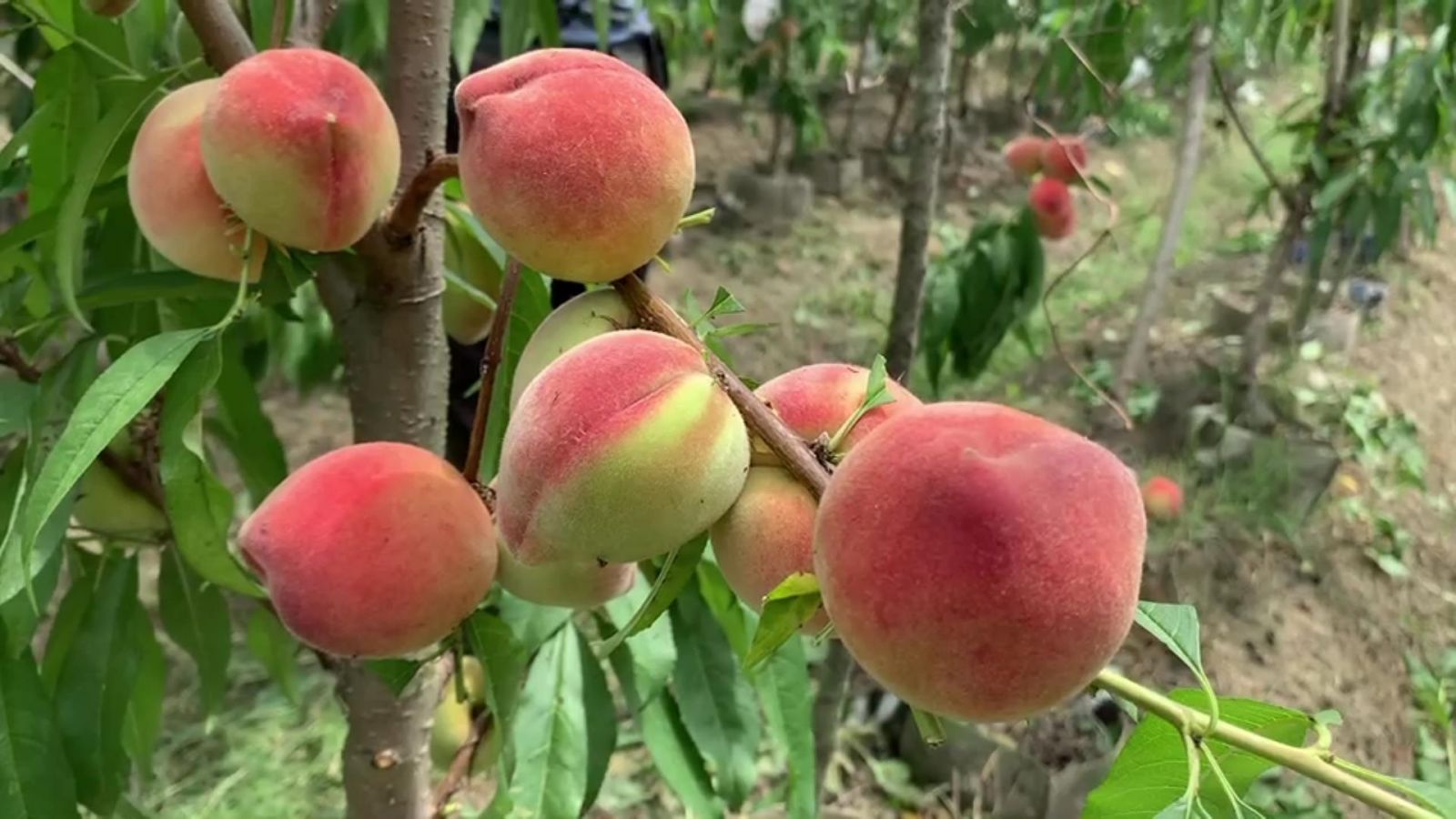影／台農3號「春豐」水蜜桃　果皮呈現紅色，香氣甚濃 - https://www.watchmedia01.com