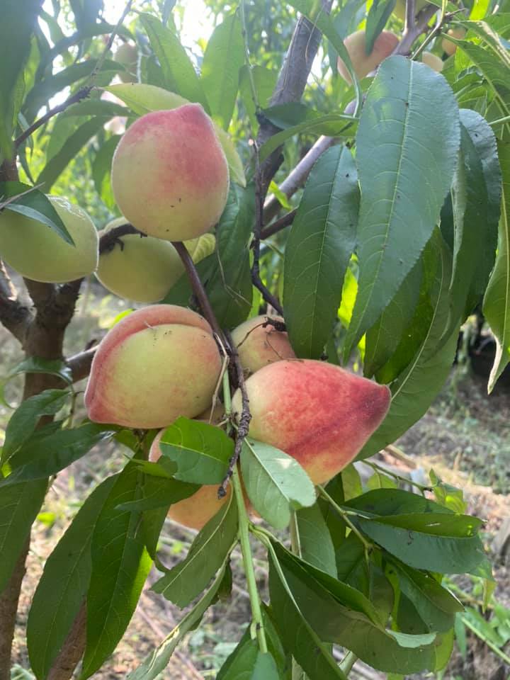 影／台農3號「春豐」水蜜桃　果皮呈現紅色，香氣甚濃 - https://www.watchmedia01.com