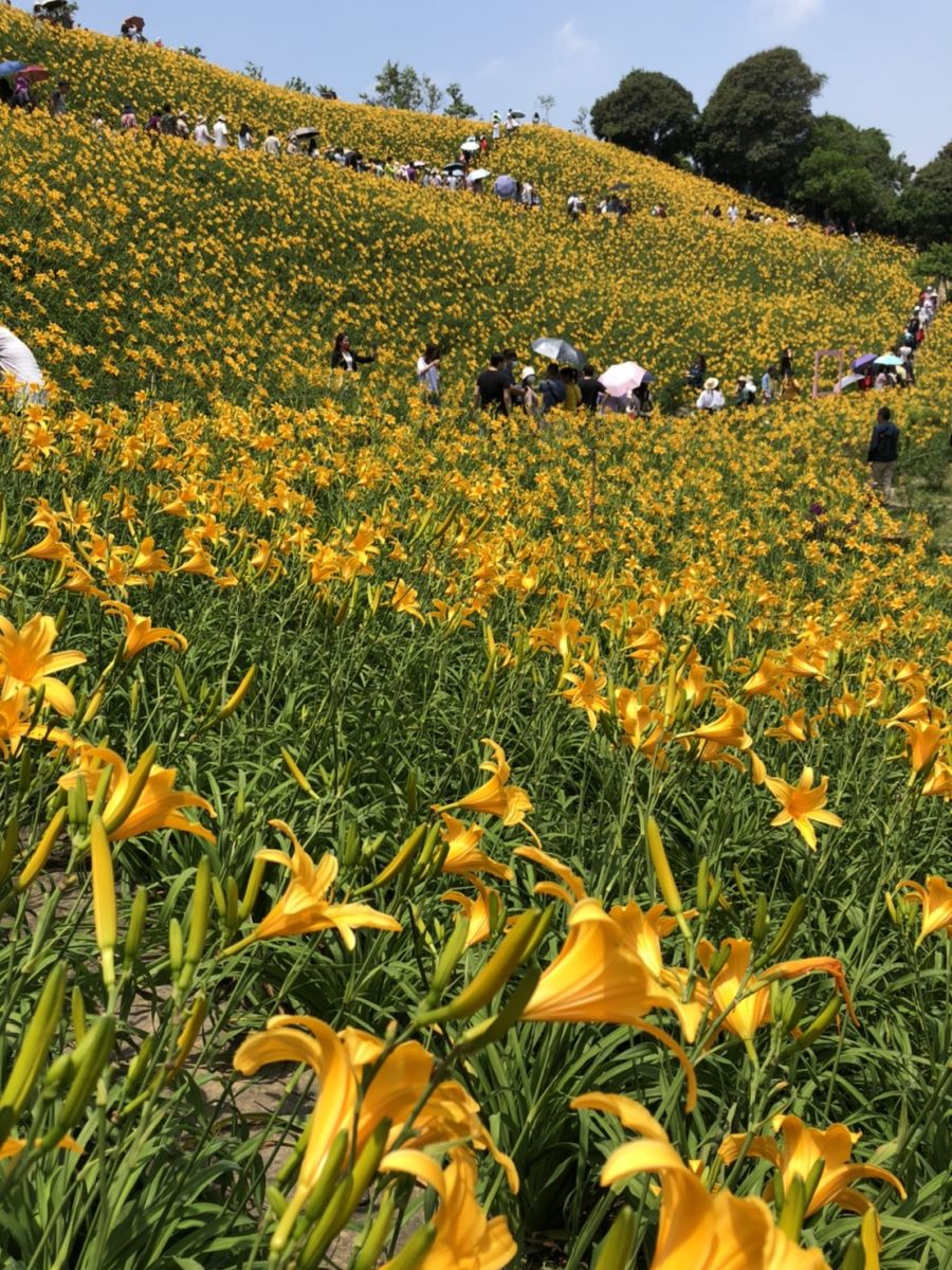 影／滿山金黃　花壇鄉虎山巖滿山金針花全開如鋪黃地毯 - https://www.watchmedia01.com