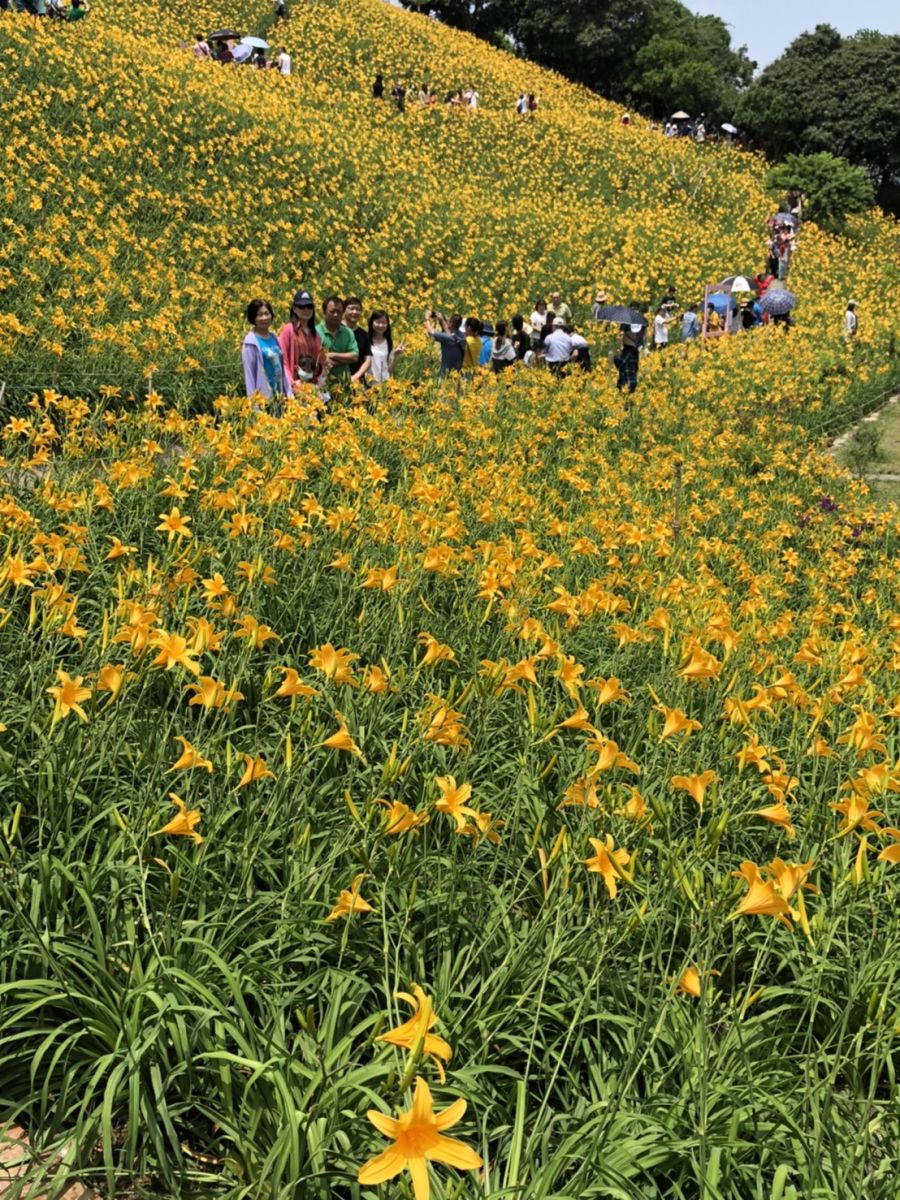 影／滿山金黃　花壇鄉虎山巖滿山金針花全開如鋪黃地毯 - https://www.watchmedia01.com