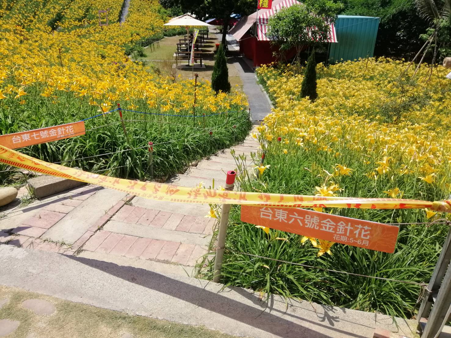 影／花容失色　花壇鄉虎山巖已封閉進入金針花步道入口 - https://www.watchmedia01.com