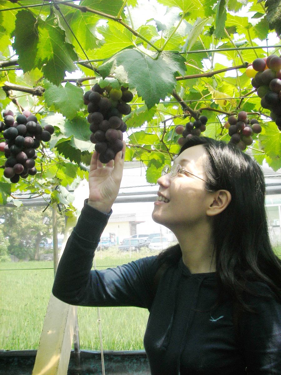 葡萄是無辜的！染疫風暴產地葡萄被退單農民淪為「另類受災戶」 - https://www.watchmedia01.com