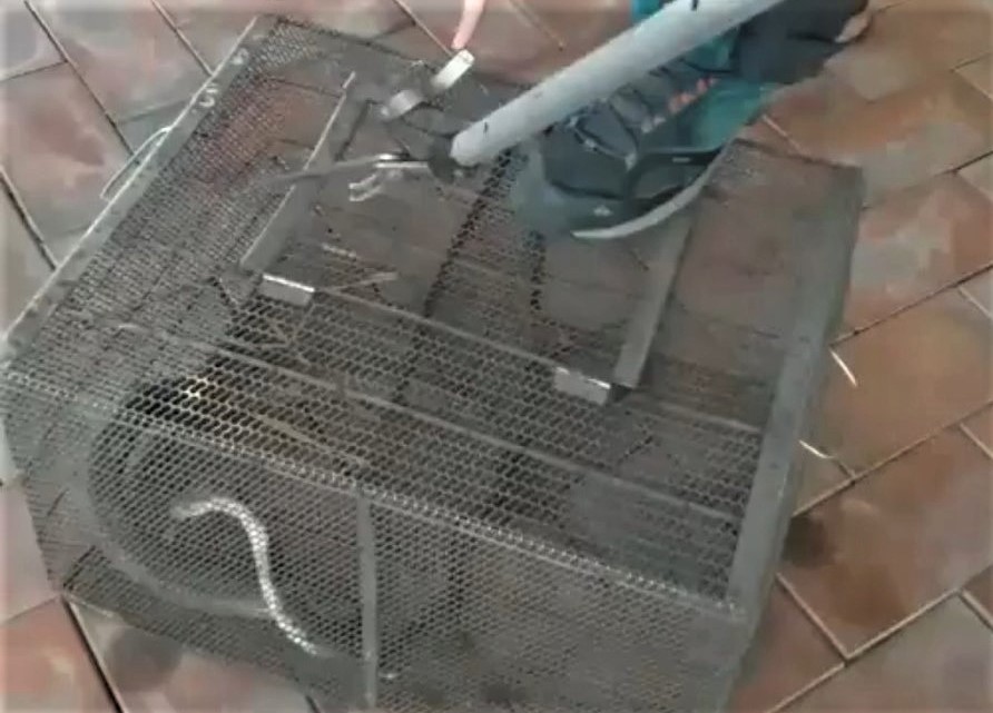斗南站後站入口不速之客 眼鏡蛇捲縮嚇壞旅客紛走避 - https://www.watchmedia01.com