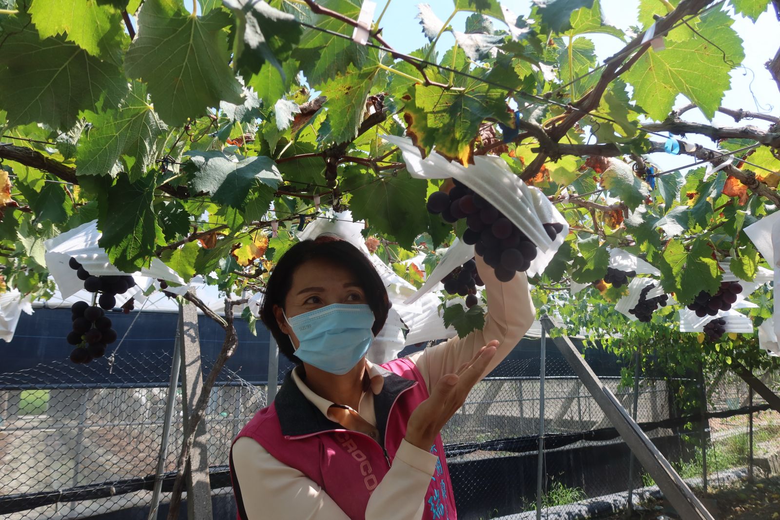 影／葡萄農視訊盤商一覽無遺　果農直播葡萄品質客源不流失 - https://www.watchmedia01.com