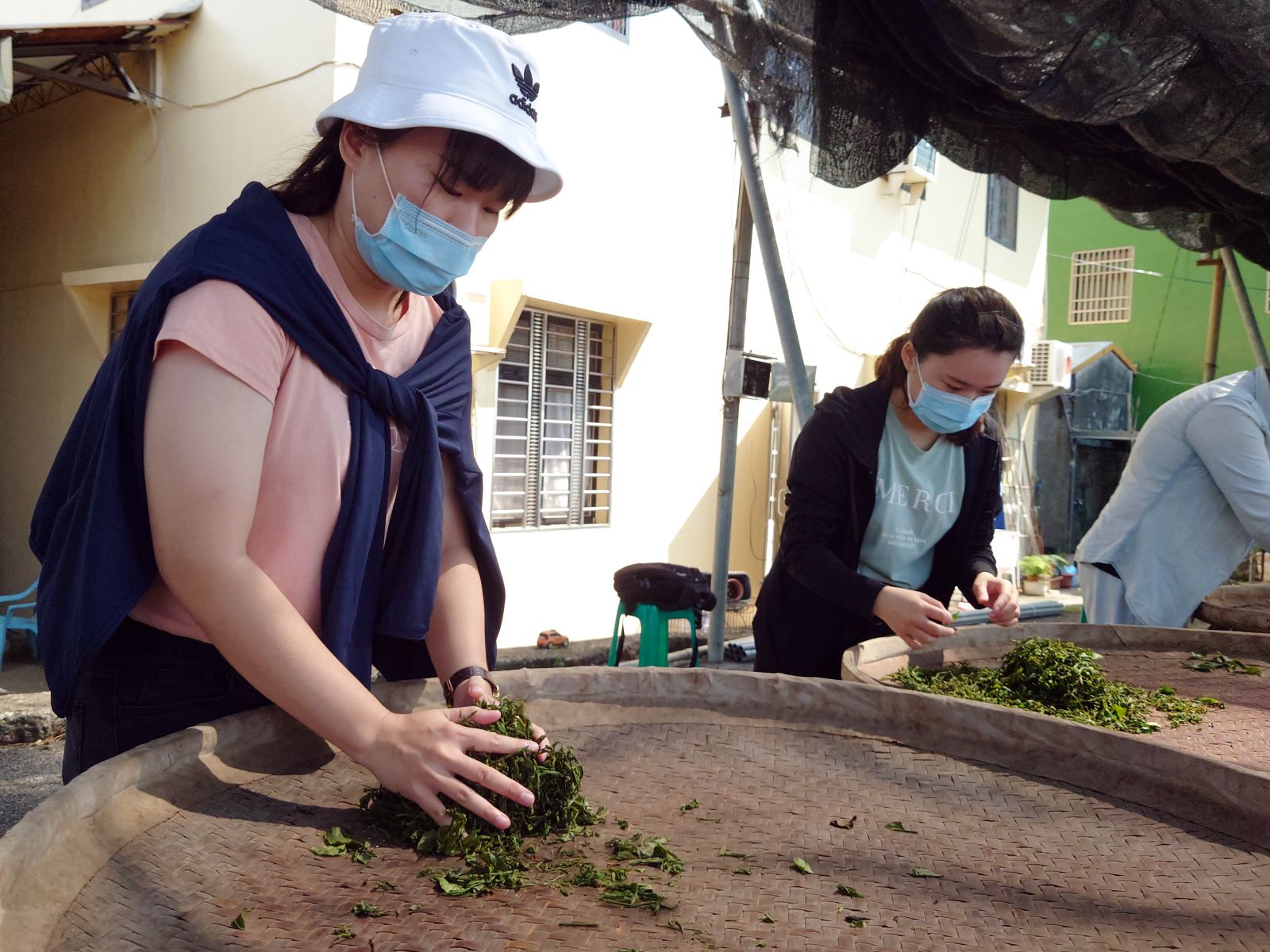 大葉大學培育茶業人才　學生實地採茶境外生體驗品茶文化 - https://www.watchmedia01.com