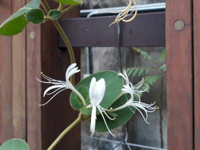 精心挑選5種原生樹種　嘉林管處強檔開賣 - https://www.watchmedia01.com