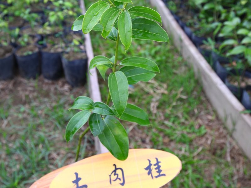 精心挑選5種原生樹種　嘉林管處強檔開賣 - https://www.watchmedia01.com