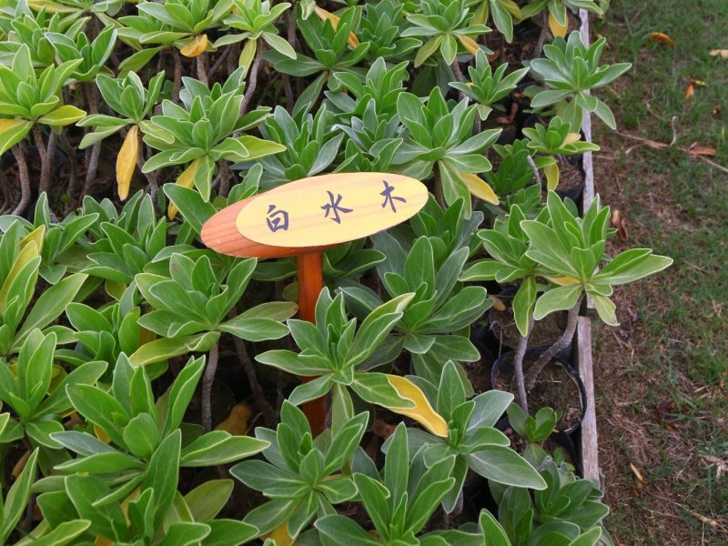 精心挑選5種原生樹種　嘉林管處強檔開賣 - https://www.watchmedia01.com