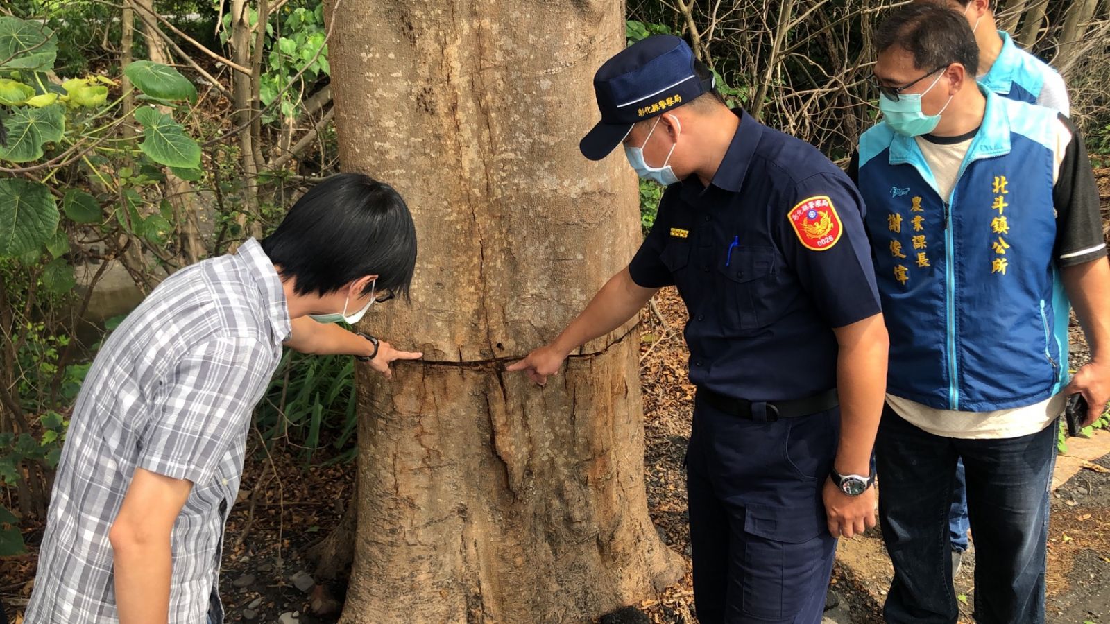 影／妨害農作物日照時間　12棵小葉欖仁樹遭農民下毒手 - https://www.watchmedia01.com