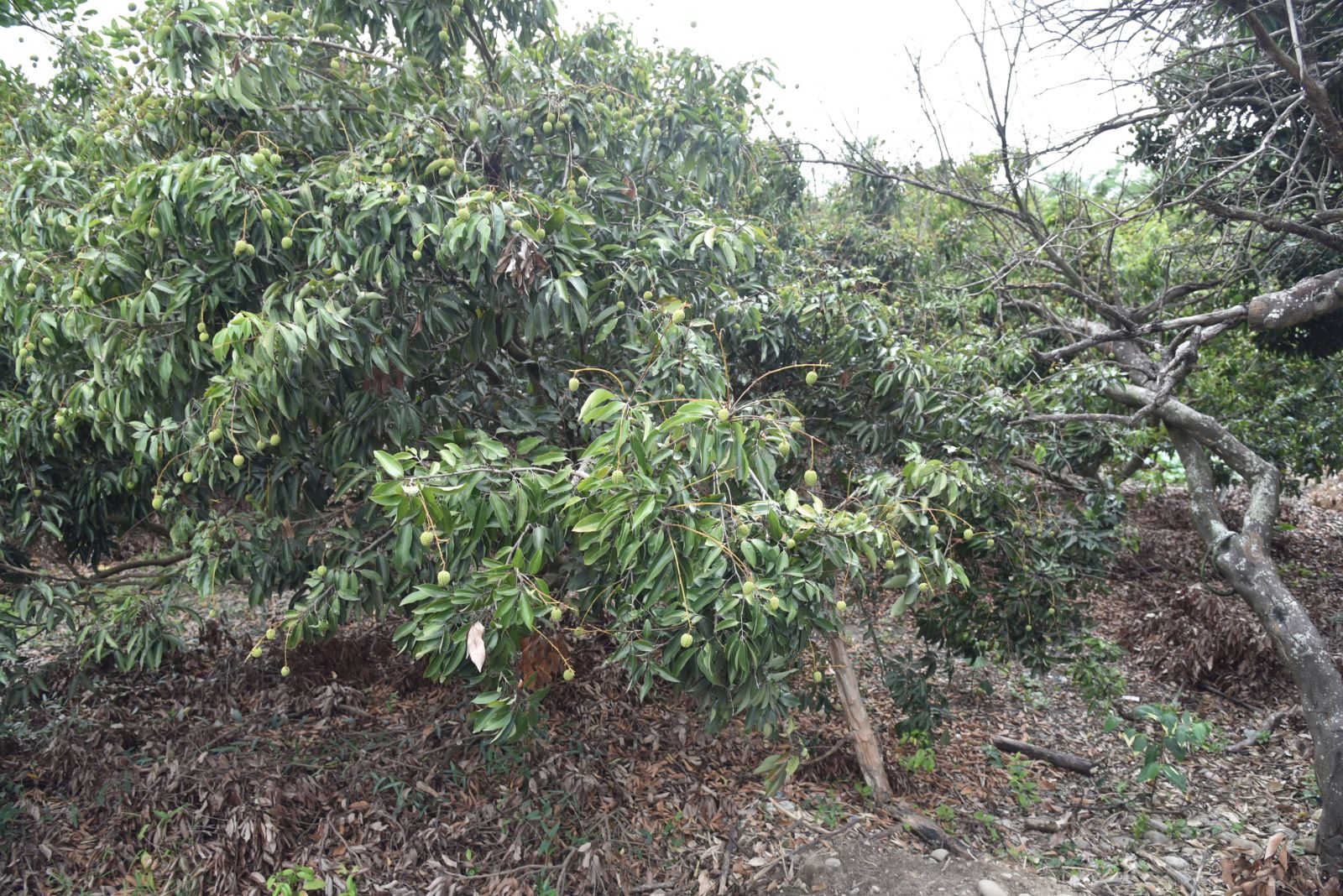 影／雲林荔枝、柑橘久旱災損　張麗善古坑、斗六勘查 - https://www.watchmedia01.com