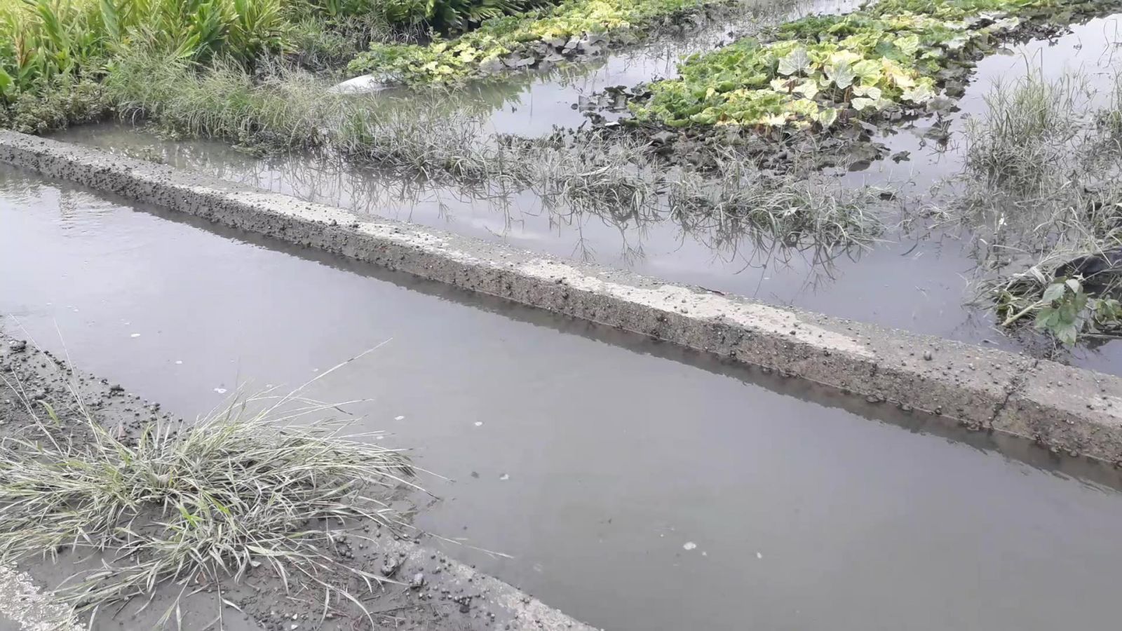 影／農田灌溉排水溝渠雜草叢生 豪大雨農作遭淹沒 - https://www.watchmedia01.com