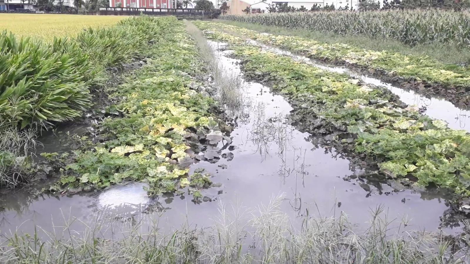 影／農田灌溉排水溝渠雜草叢生 豪大雨農作遭淹沒 - https://www.watchmedia01.com