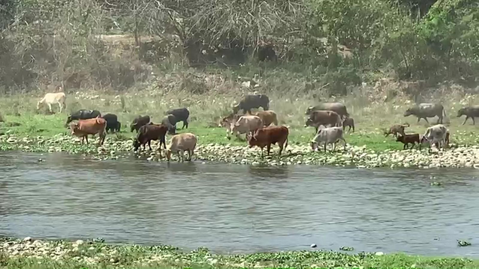 外籍移工在貓羅溪群聚抓魚　恐成防疫漏網之魚 - https://www.watchmedia01.com