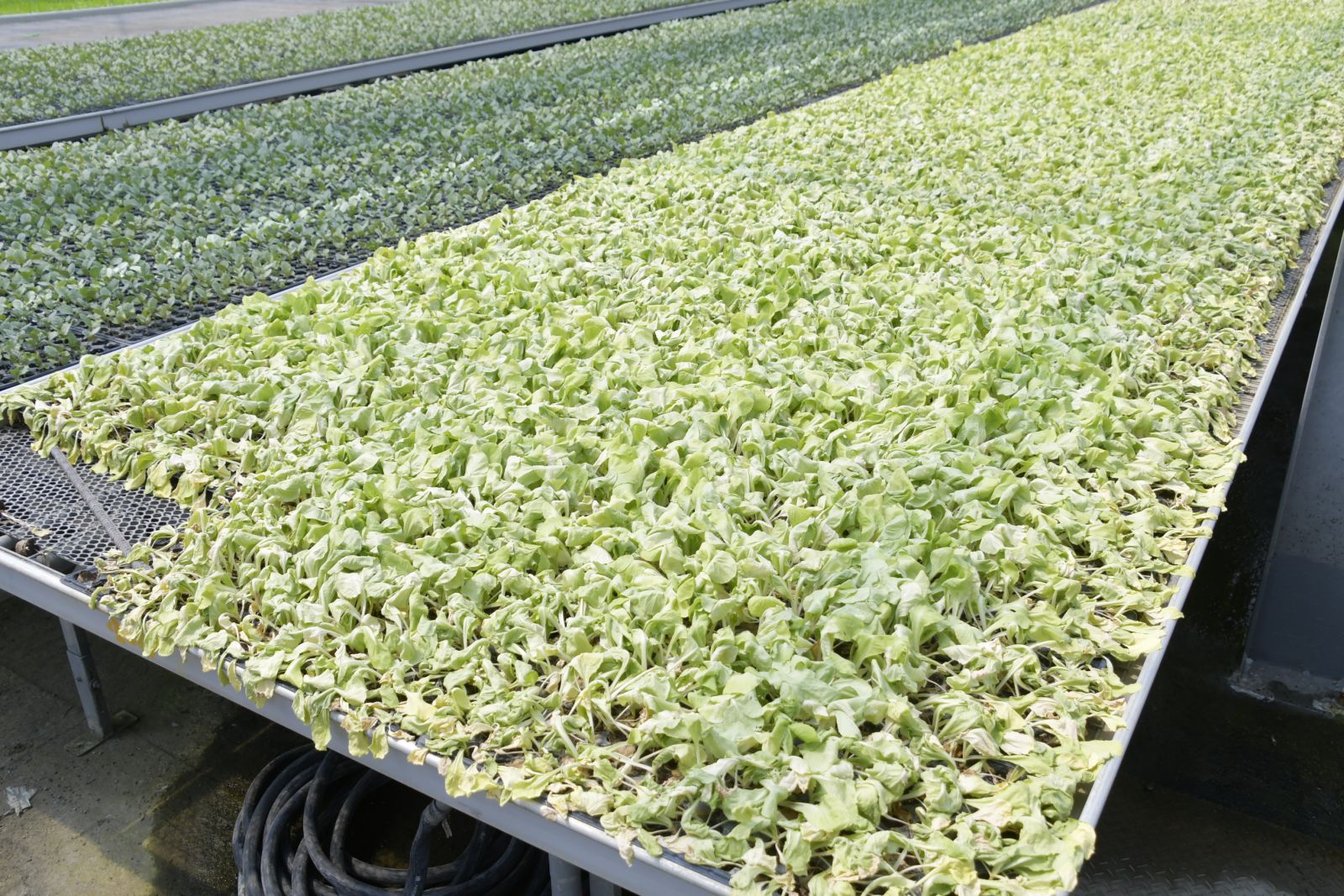 本土疫情衝擊　蔬菜供應量受影響菜農忍痛大量棄單 - https://www.watchmedia01.com