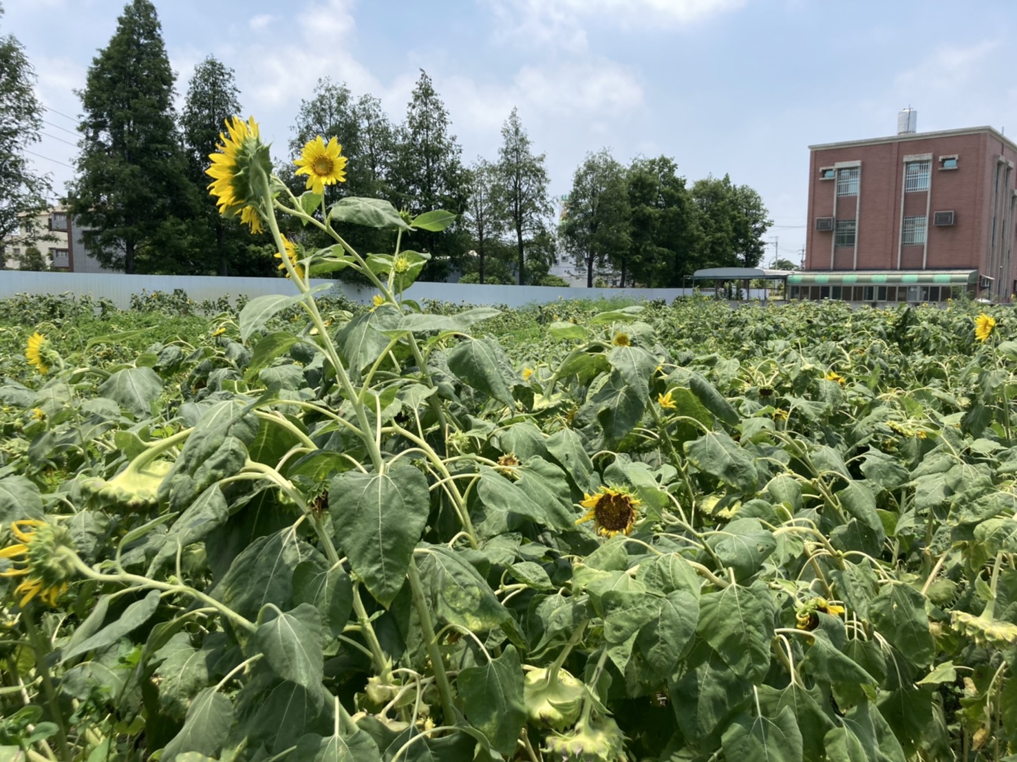 疫情嚴峻　花卉購買量雪崩花農無語問蒼天 - https://www.watchmedia01.com
