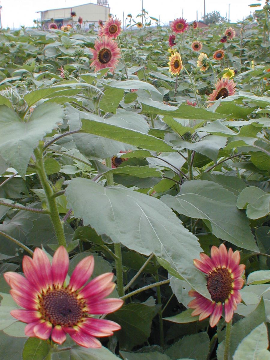 疫情嚴峻　花卉購買量雪崩花農無語問蒼天 - https://www.watchmedia01.com