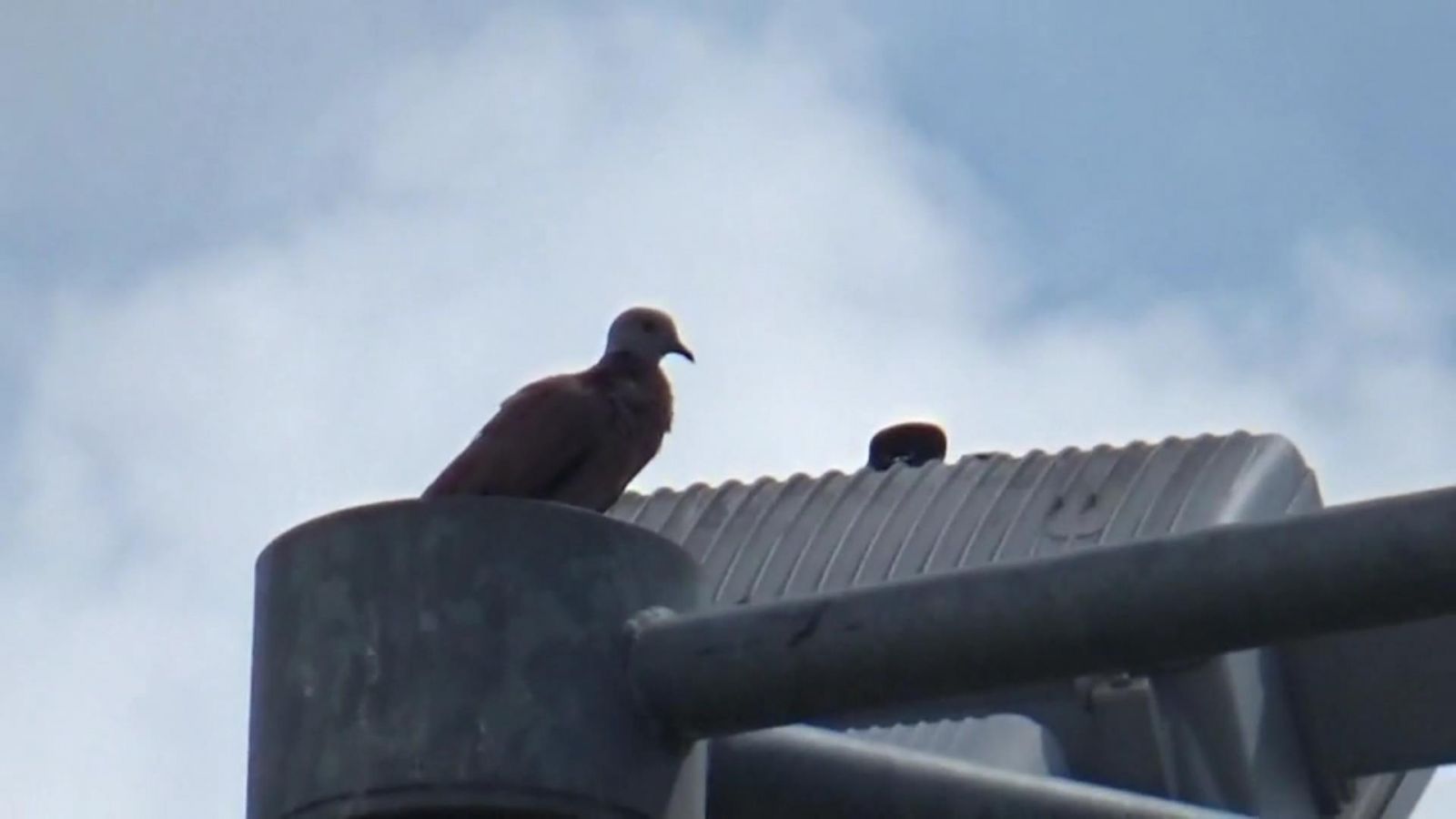 影／籃網鳩佔 公園籃球場封網禁打球　斑鳩佔網築巢孵蛋 - https://www.watchmedia01.com