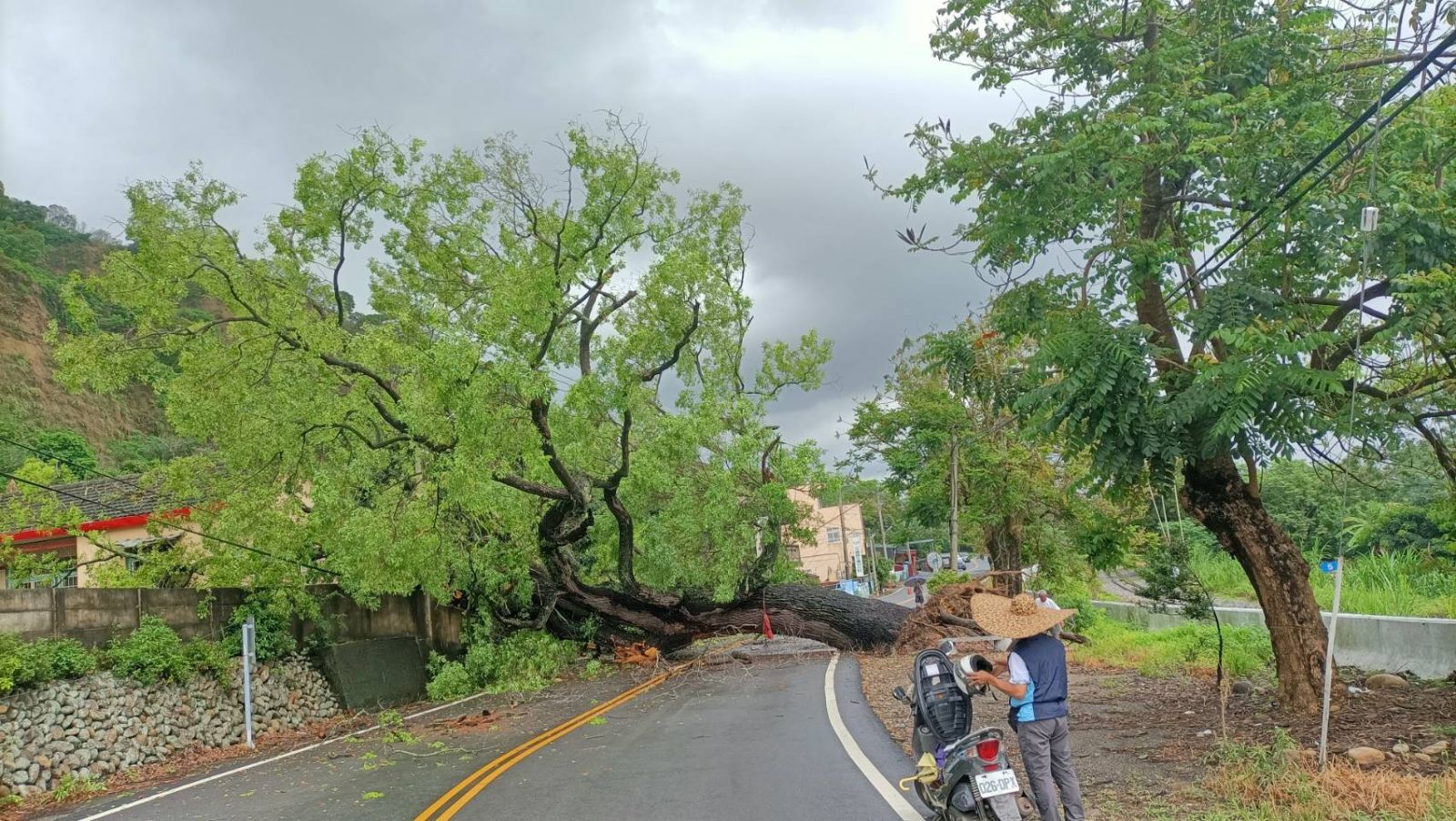 大雨後152線縣道百年老樟樹瞬間伏倒　三合院遭波及 - https://www.watchmedia01.com