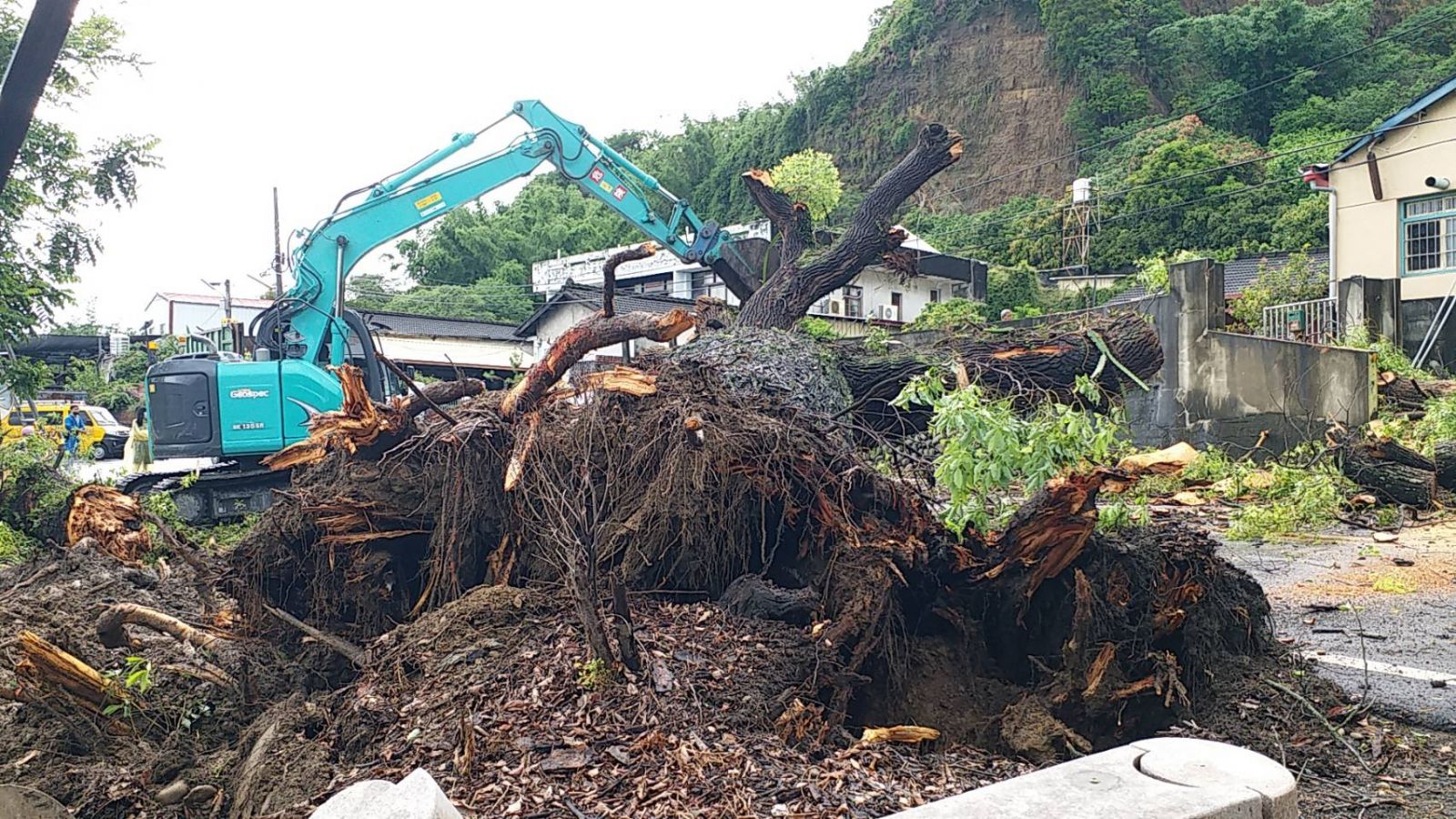 大雨後152線縣道百年老樟樹瞬間伏倒　三合院遭波及 - https://www.watchmedia01.com