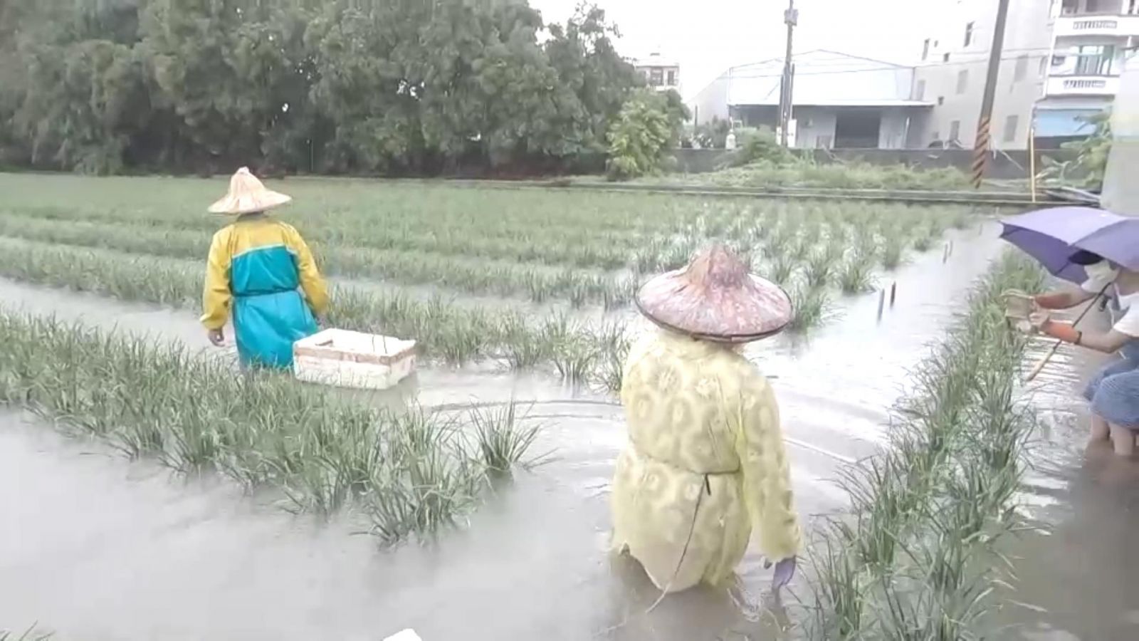 影／大雨狂炸　葡萄園韭菜田浸水中　三合院也遭殃 - https://www.watchmedia01.com