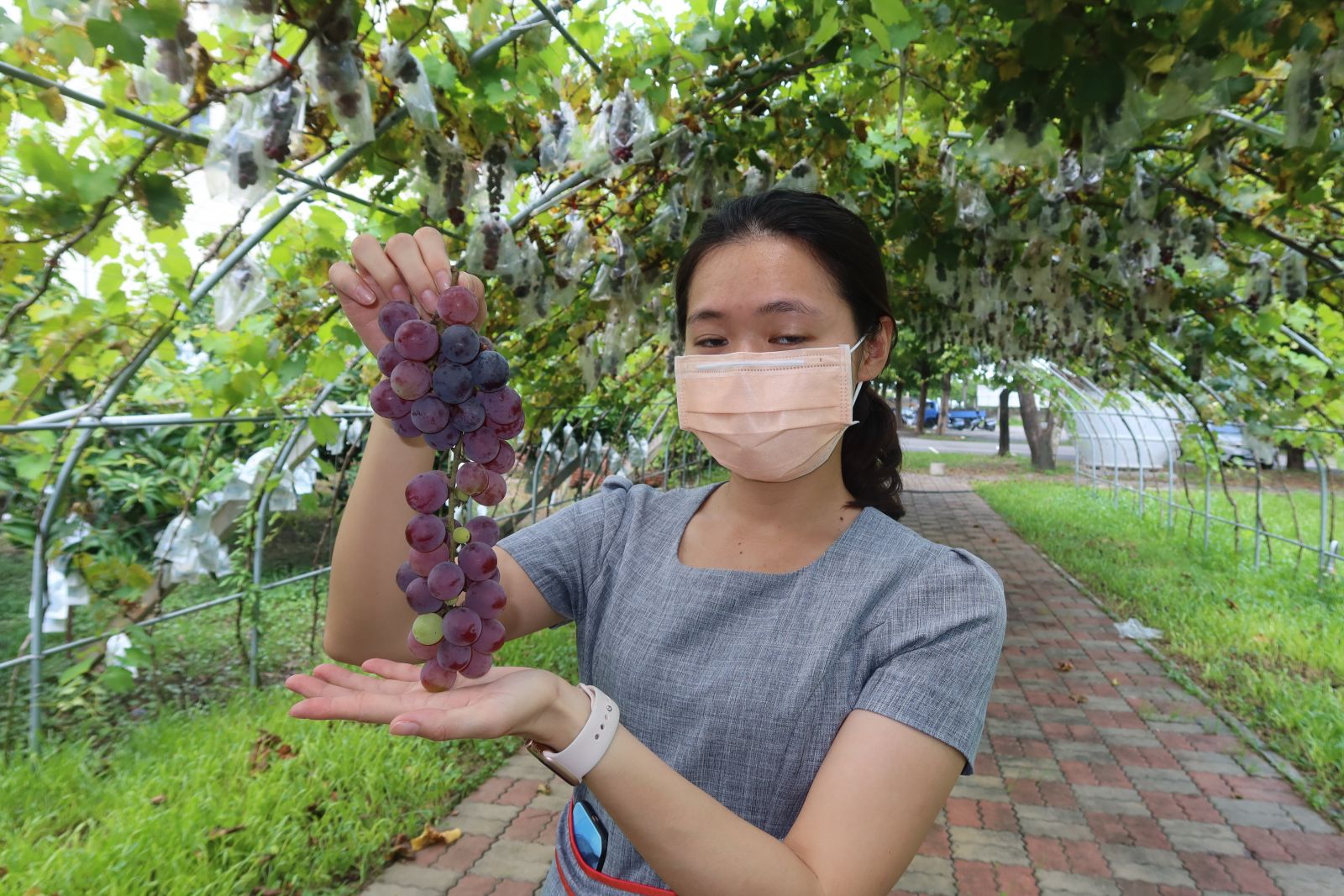 影／全國唯一　埔心「蜜紅葡萄」隧道　飽覽蜜紅葡萄成長之美 - https://www.watchmedia01.com