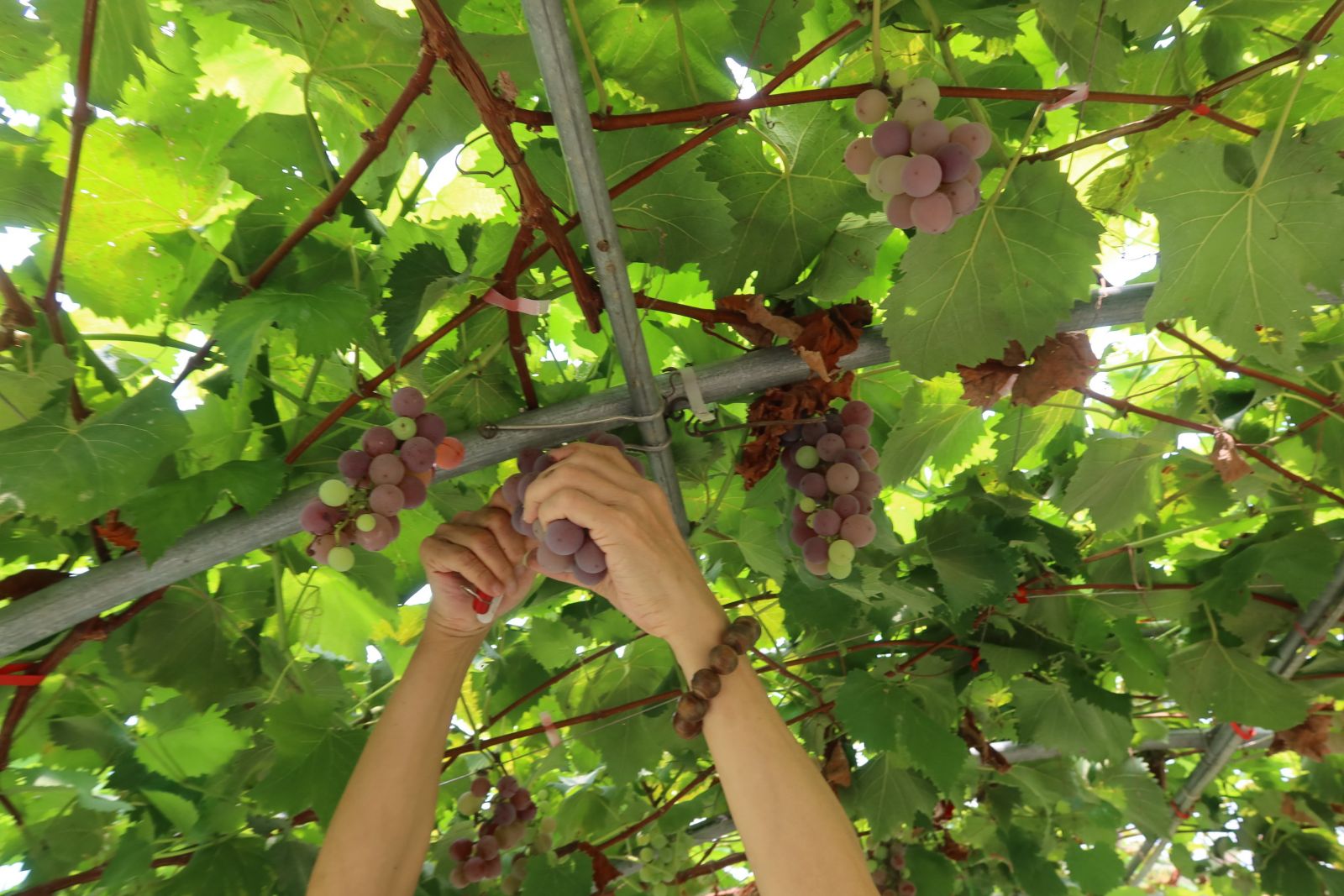 影／全國唯一　埔心「蜜紅葡萄」隧道　飽覽蜜紅葡萄成長之美 - https://www.watchmedia01.com