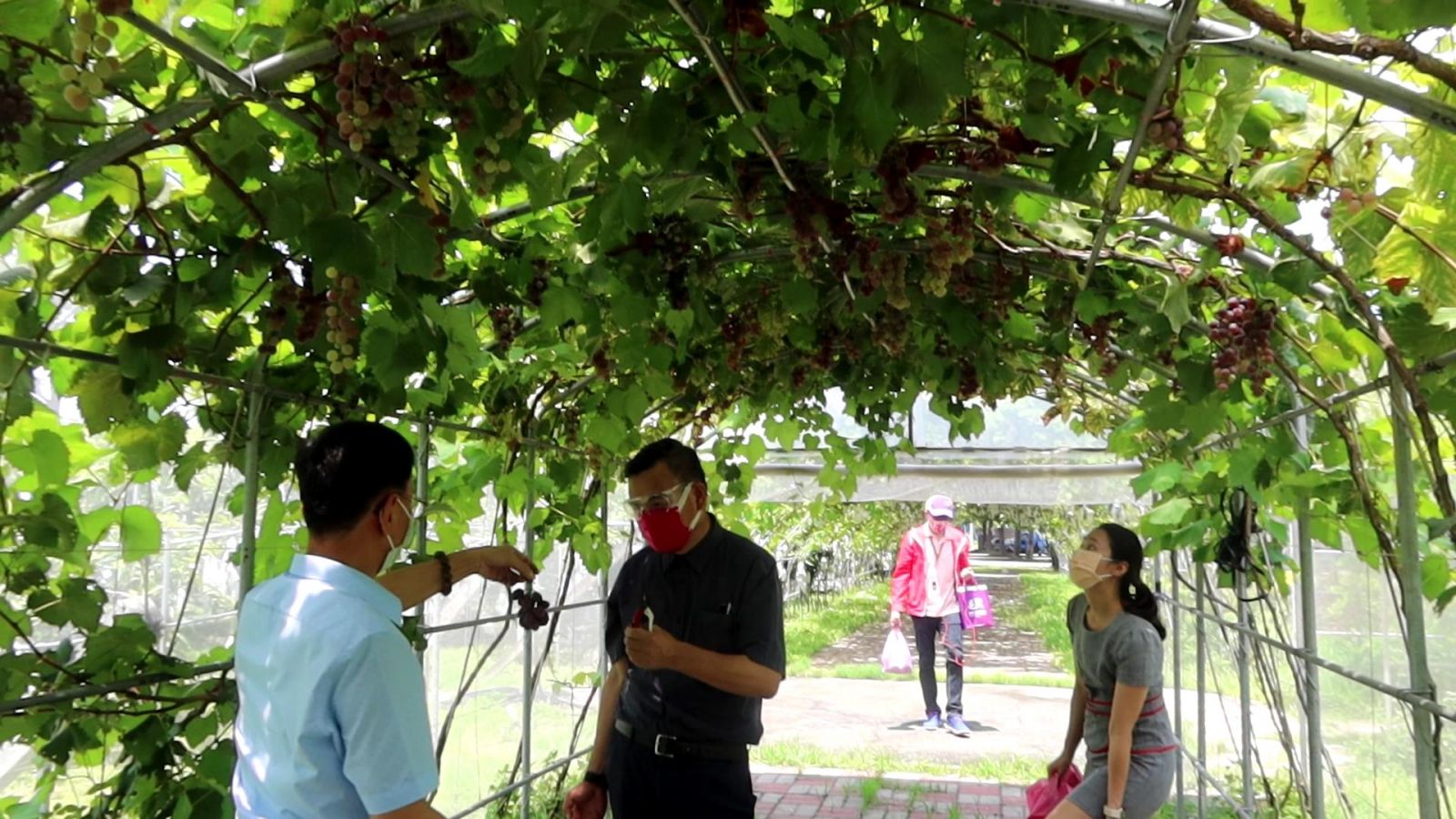影／全國唯一　埔心「蜜紅葡萄」隧道　飽覽蜜紅葡萄成長之美 - https://www.watchmedia01.com