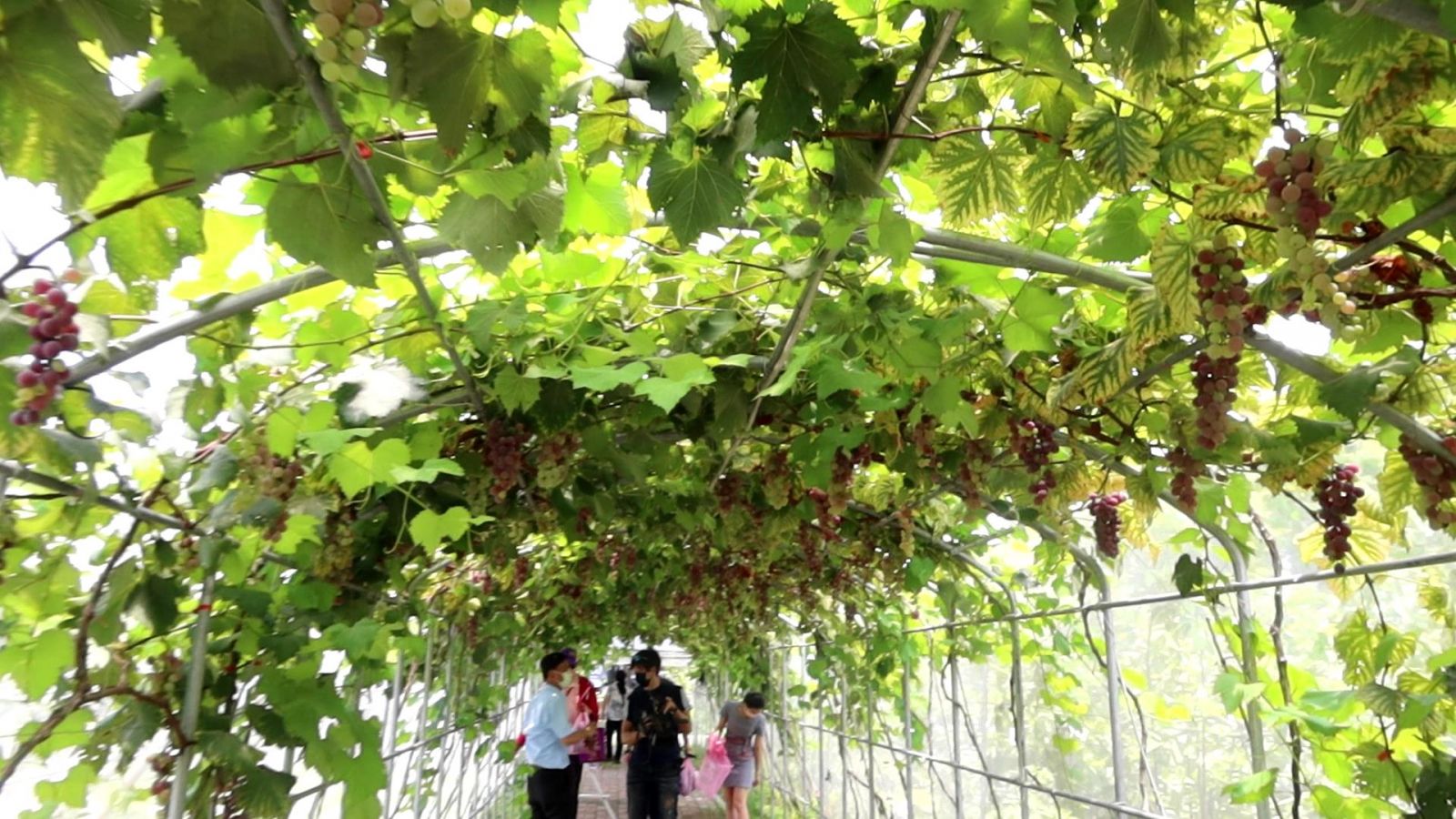 影／全國唯一　埔心「蜜紅葡萄」隧道　飽覽蜜紅葡萄成長之美 - https://www.watchmedia01.com