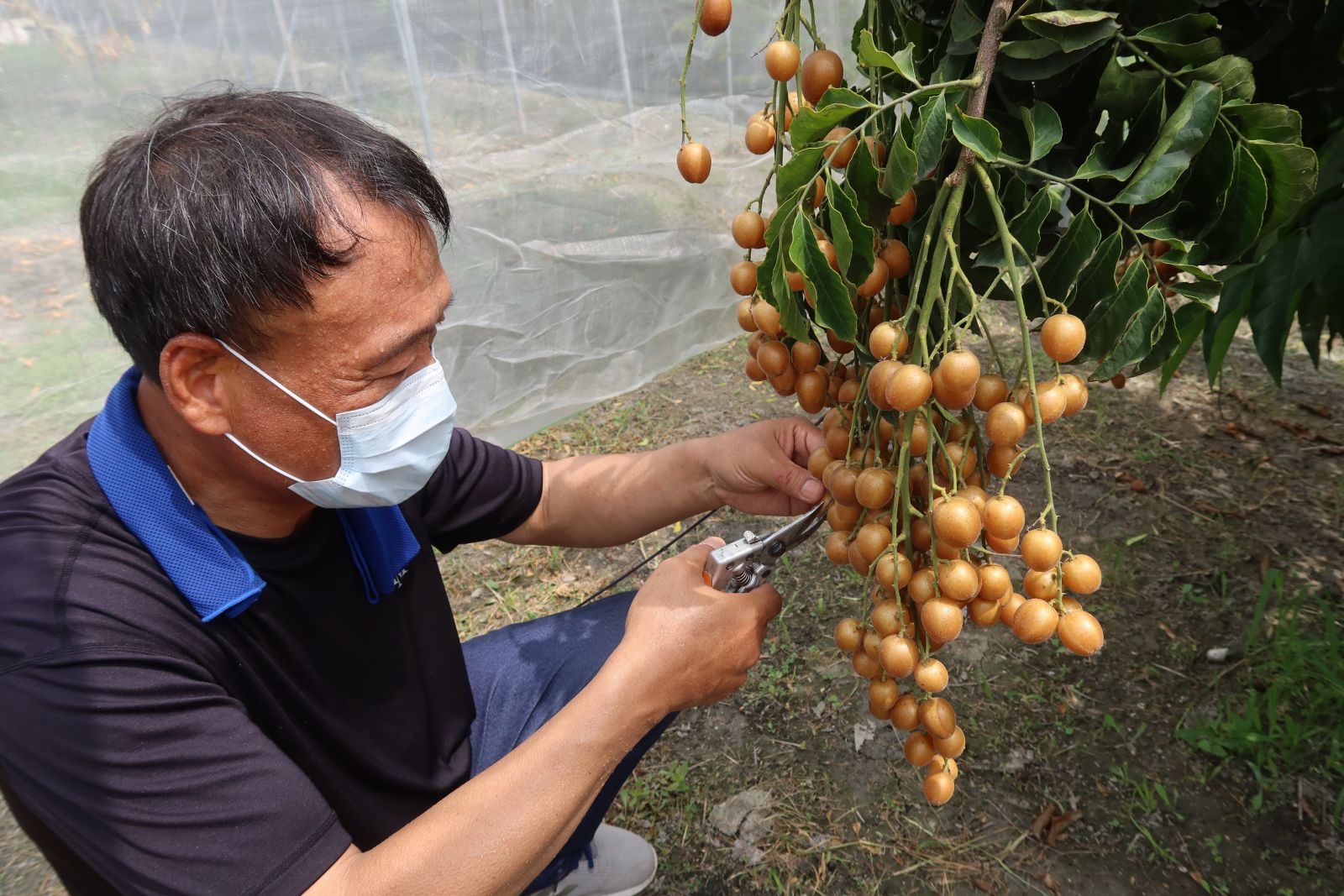 影／果中之寶　黃皮果酸酸甜甜的夏季果子 - https://www.watchmedia01.com
