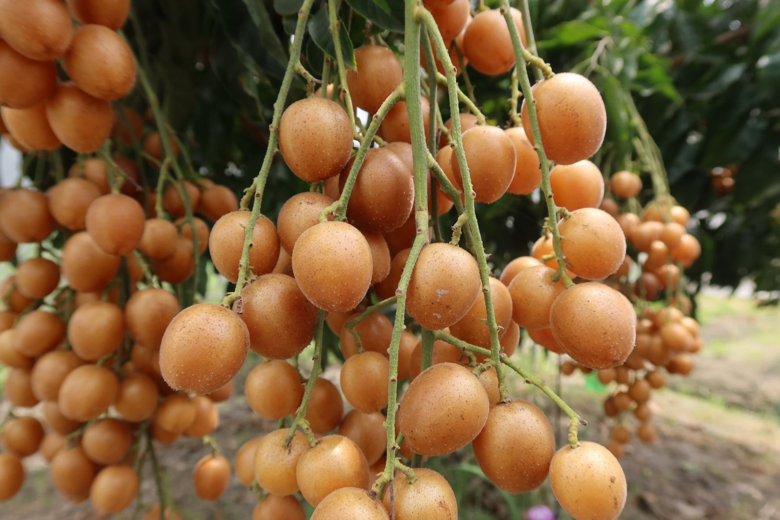 影／果中之寶　黃皮果酸酸甜甜的夏季果子 - https://www.watchmedia01.com