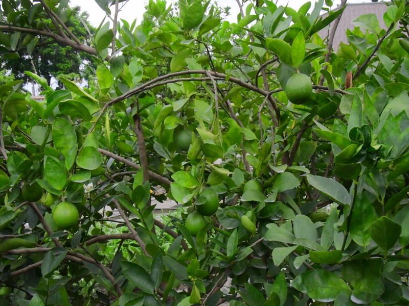 無子檸檬盛夏登場 果農蕭美糧友善栽種環境帶給每顆果實多汁多養分 - https://www.watchmedia01.com