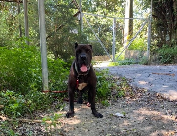 黑幫最猛犬突闖布袋民宅緊急吹3箭麻醉　竟找不出牠從何處來 - https://www.watchmedia01.com