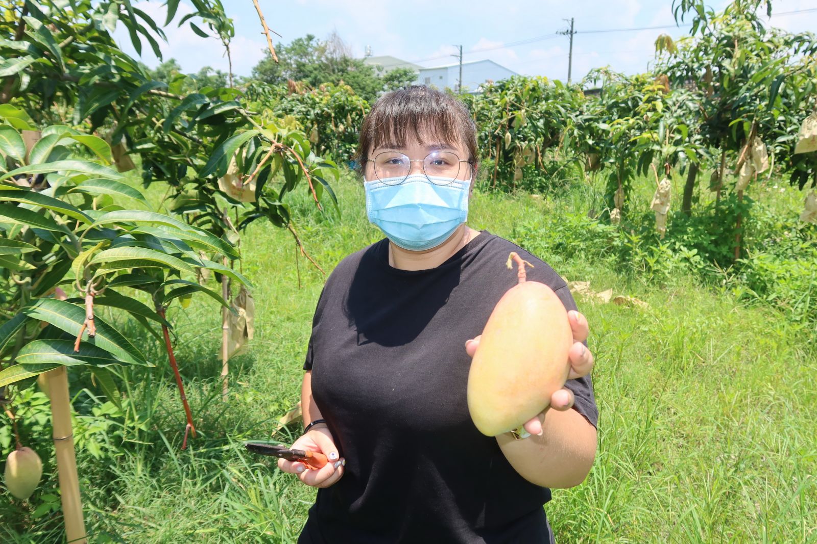影／戀愛西施芒果　果肉細緻宛如古代美女肌膚 - https://www.watchmedia01.com