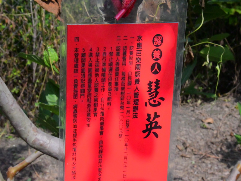像蜜梨的芭樂 工程行老闆兼職顧祖產種出革命性新品種 - https://www.watchmedia01.com