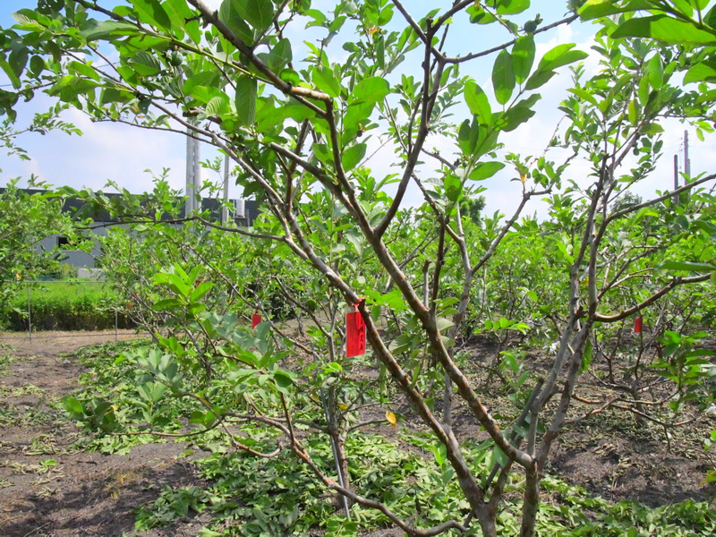 像蜜梨的芭樂 工程行老闆兼職顧祖產種出革命性新品種 - https://www.watchmedia01.com