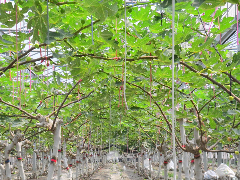 濃濃奶香無花果 顏永隆溫室有機栽種吃到健康好滋味! - https://www.watchmedia01.com