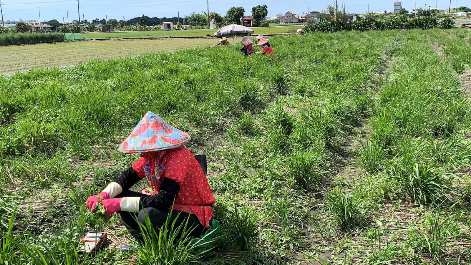 烟花颱風遠颺　菜王帶動葉菜類價格回穩 - https://www.watchmedia01.com
