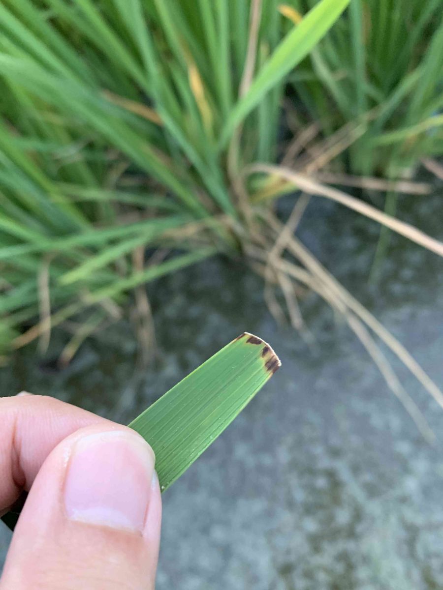 抗白葉枯病秈稻新品種　水稻台中秈199號亮麗登場 - https://www.watchmedia01.com
