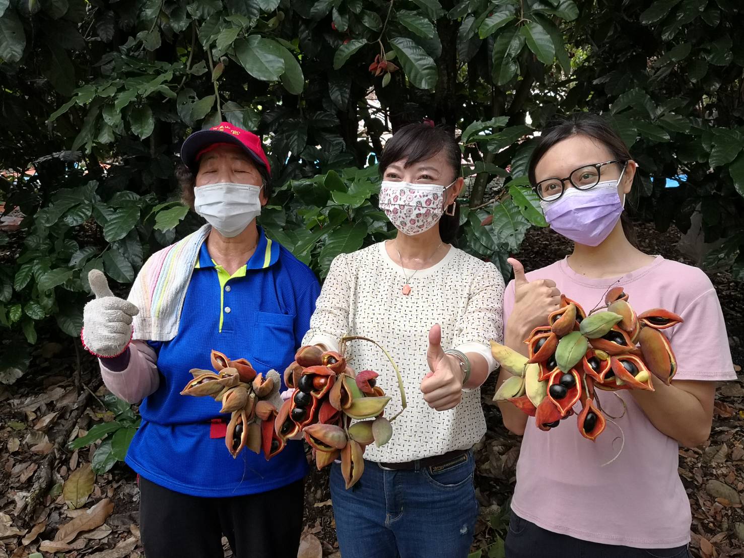 影／帶您去嚐鮮　蘋婆果實可比三國時代關張劉 - https://www.watchmedia01.com
