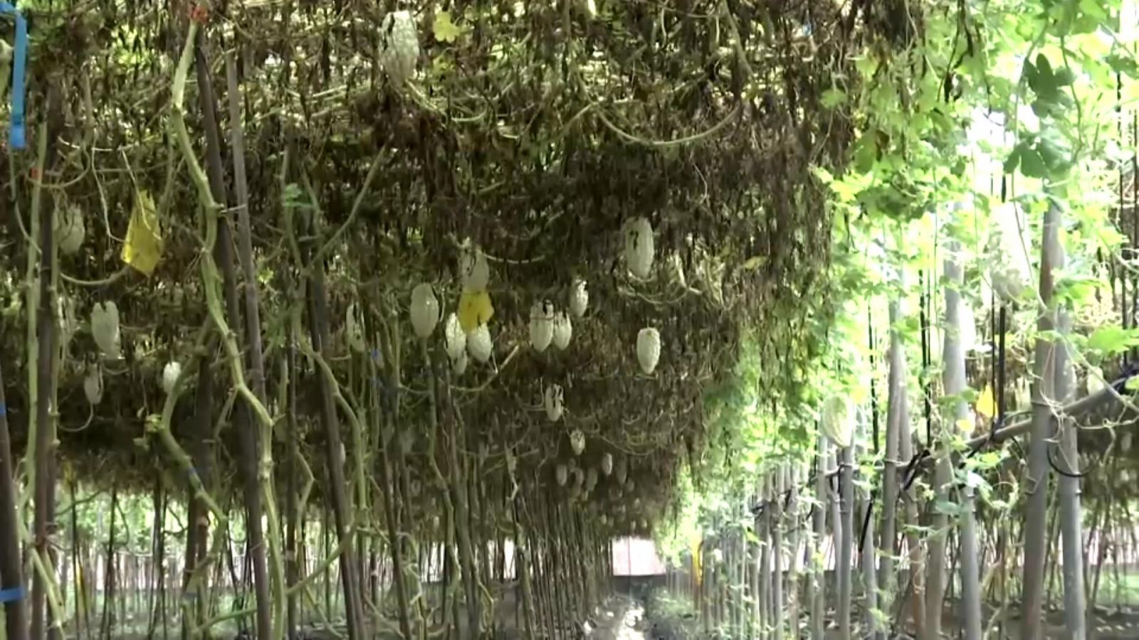 影／豪雨狂炸！產地蔬菜成「泡水菜」損失慘重帶動菜價上揚 - https://www.watchmedia01.com