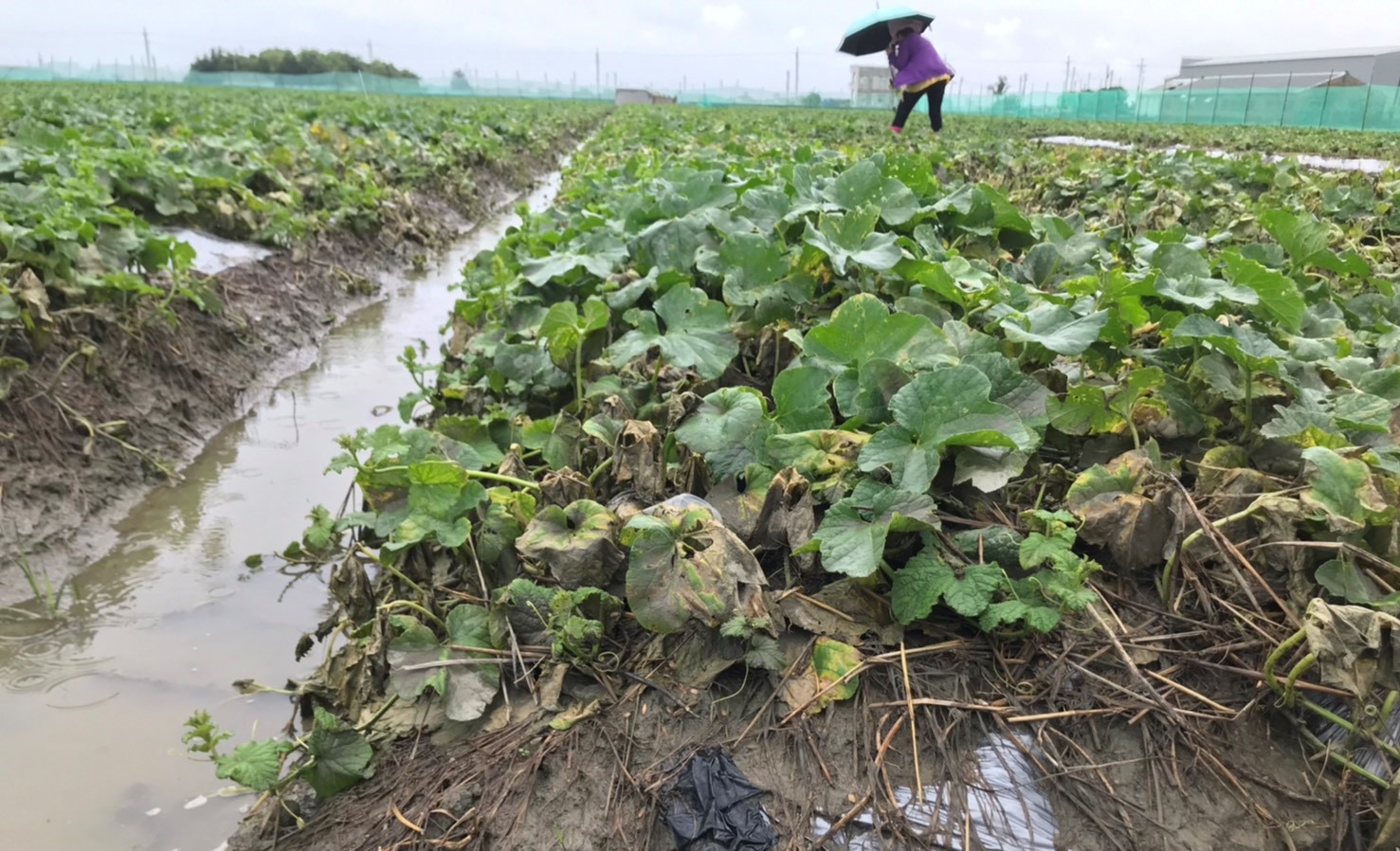 影／因應極端氣候巨大降雨農損　蘇治芬籲中央速訂農災損補助 - https://www.watchmedia01.com