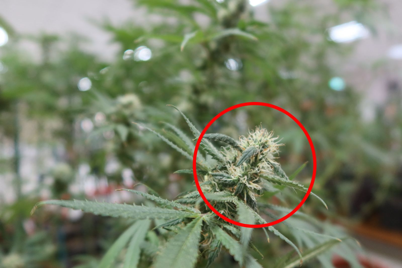 影／彰警破獲毒鴛鴦大麻栽種場　查扣市價8千萬元大麻 - https://www.watchmedia01.com
