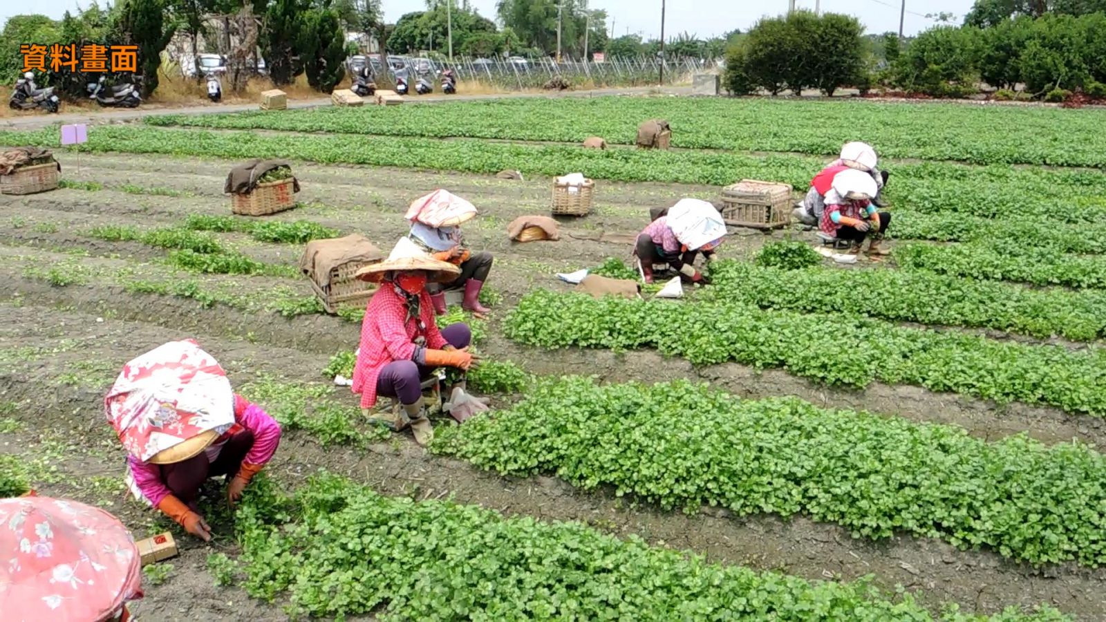 影／慘遭「滅頂」　芫荽有可能攀升到每公斤700元天價 - https://www.watchmedia01.com