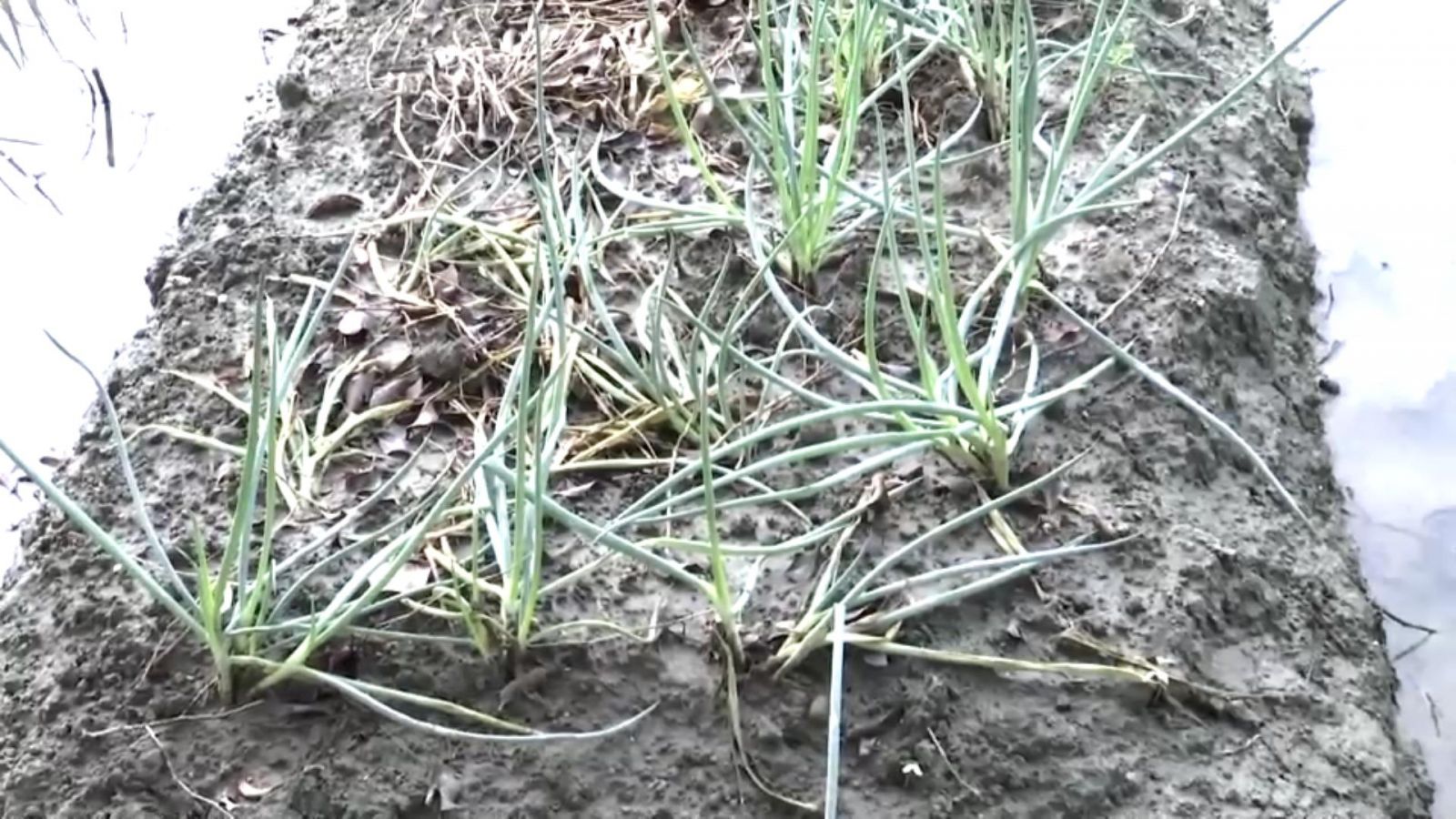 影／慘遭「滅頂」　芫荽有可能攀升到每公斤700元天價 - https://www.watchmedia01.com