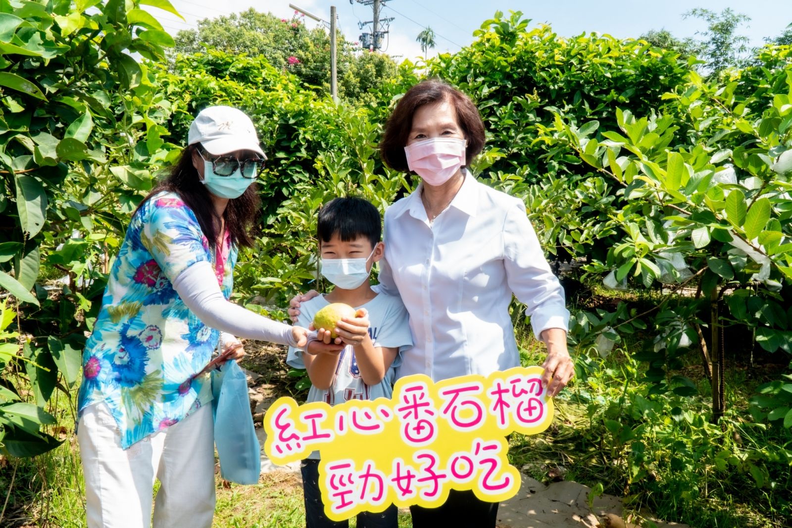 觀傳媒(宜蘭新聞) 「吃軟不吃硬」紅心芭樂林姿妙讚聲邀消費者訂購