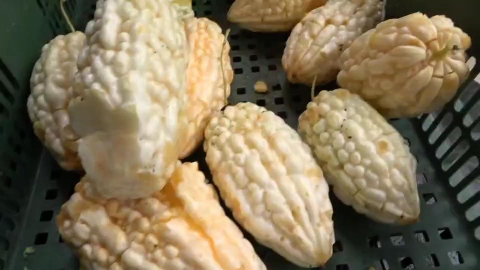 影／豪雨造成蔬菜受損　花椰菜和韭菜花每公斤飆破百元 - https://www.watchmedia01.com