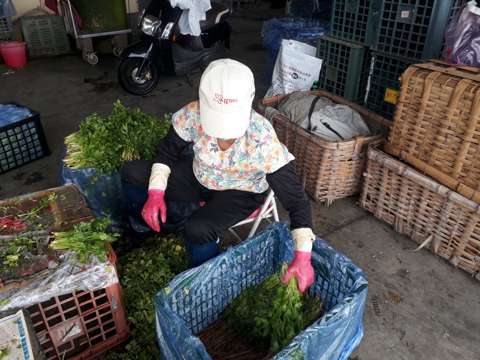影/美食少了香菜（芫荽）很不對味　菜農：都遭雨水滅頂了 - https://www.watchmedia01.com